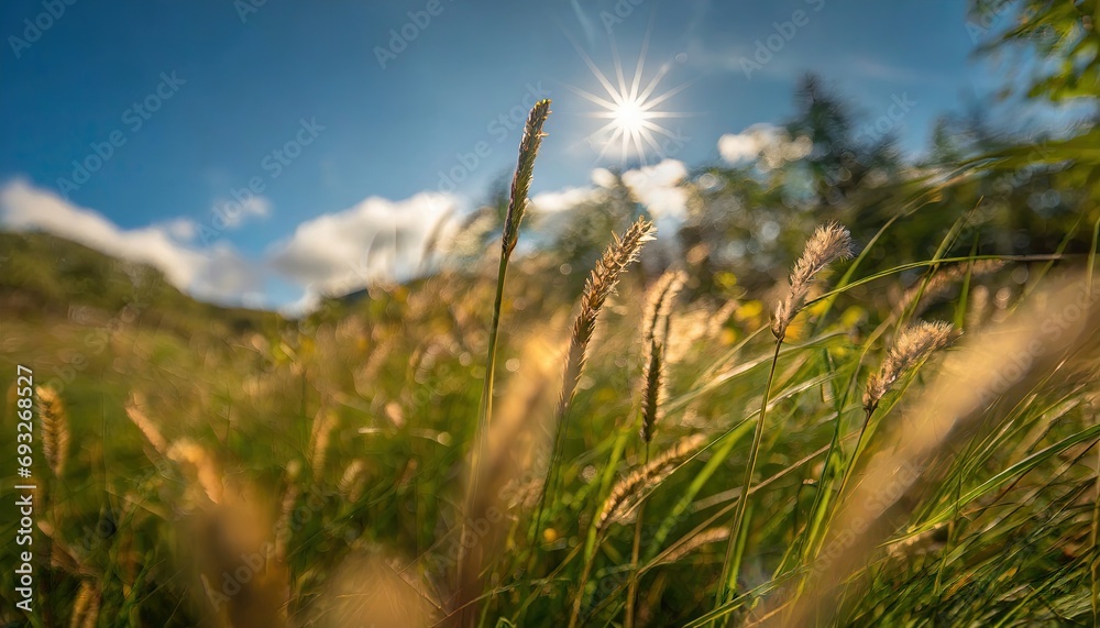 Field of grass at the sunny blue sky.