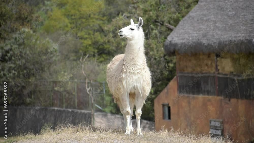 White llama standing. Close up