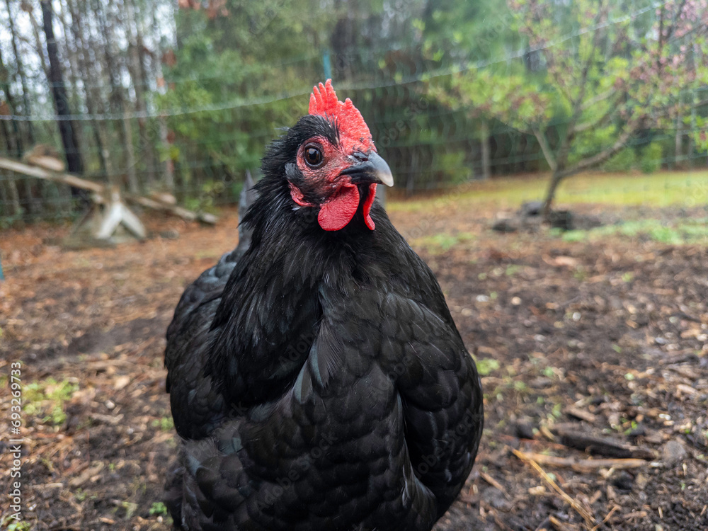 Closeup shot of wet, black, Australorp Chicken Hen after a rainstorm on an overcast day.