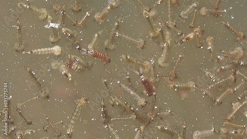 Group of mosquito larva in the puddle of water photo
