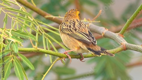 Close-up bird standing on a branch in the forest
