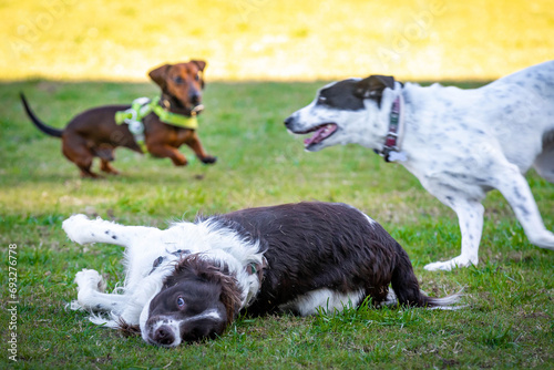 Photography Cute dogs playing together chasing in the dog park