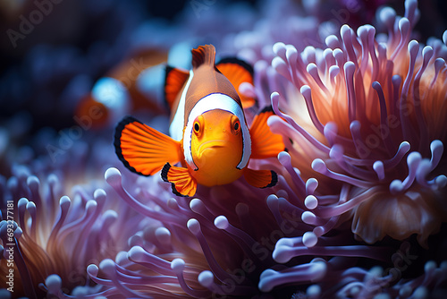 Clownfish nestled in an anemone.