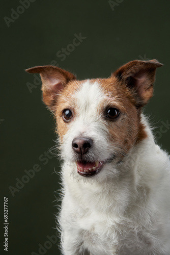 Curious dog, studio portrait. A Jack Russell Terrier looks off-camera, ears perked and mouth open slightly, against a green backdrop. © annaav