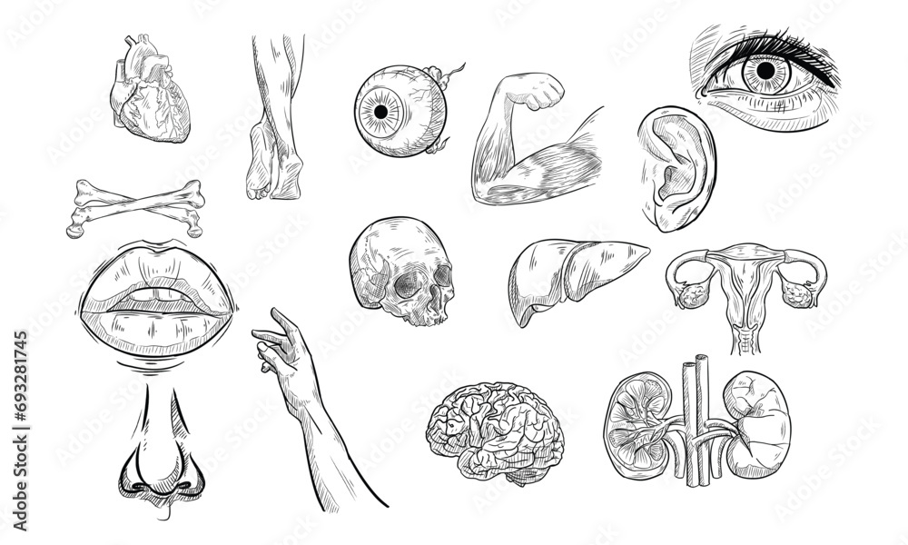 human anatomy handdrawn collection human anatomy handdrawn collection