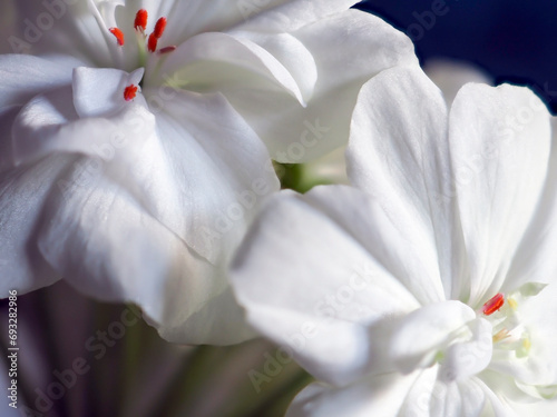 Fototapeta Naklejka Na Ścianę i Meble -  bright white geranium flowers in a pot on the windowsill