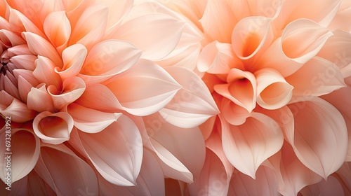 Pastel peach colored petals on a flower © DayByDayCanvas