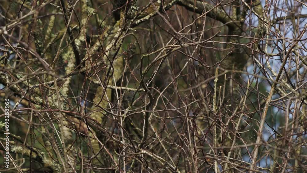 Dense woodland habitat where birds find sanctuary amid vibrant foliage and thriving ecosystem Dense woodland habitat where birds find sanctuary amid vibrant foliage and thriving ecosystem