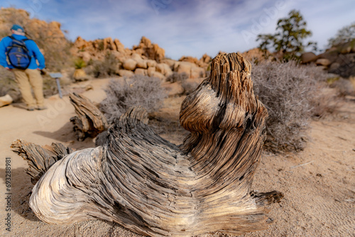 Closeup Image of aged wood texture on ground within the desert of Joshua Tree National Park, near Twentynine Palms, California 