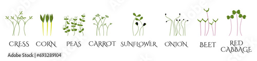 Set of Microgreens. Onion, Red cabbage, Cress, Sunflower, Beet, Peas, Carrot, Corn. Useful eco-product. Healthy green seedlings. Flat Vector illustration isolated on white background, hand drawn