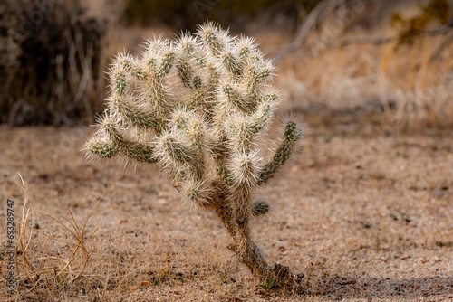 Wiggins Cholla cactus in Joshua Tree National Park California, USA.
 photo