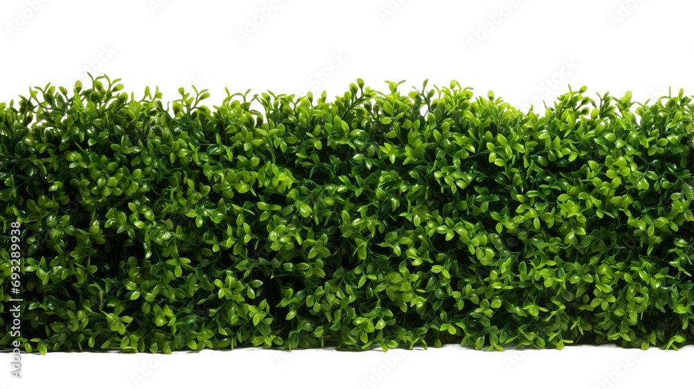 Obraz premium Hedge, transparent background, isolated image, generative AI