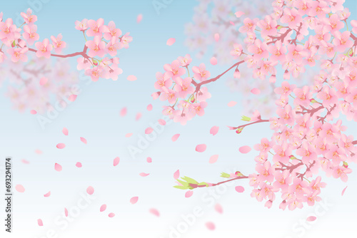 青空のもと桜の花舞い上がる