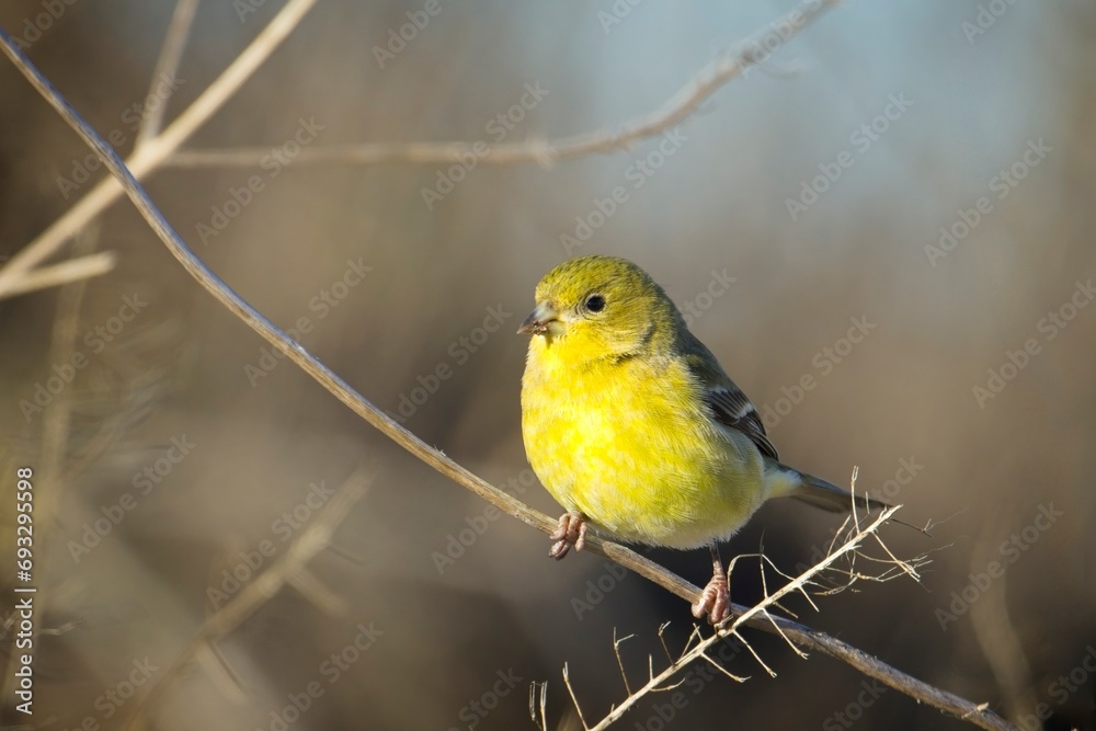 Fototapeta premium Small goldfinch on a branch.