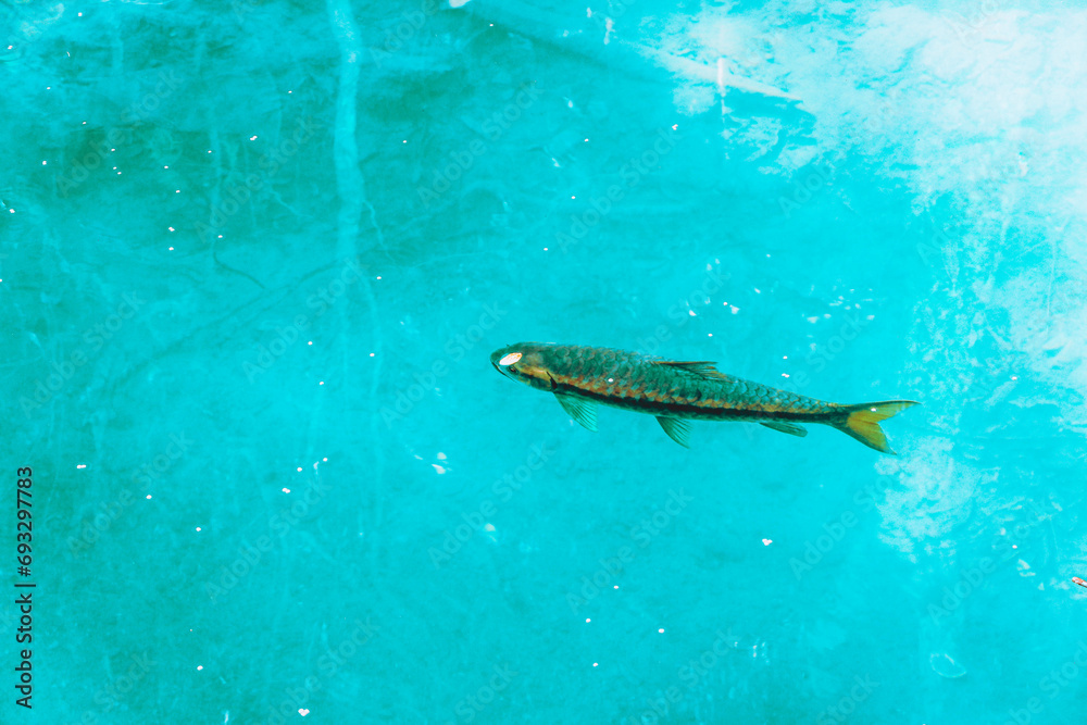 fish fish