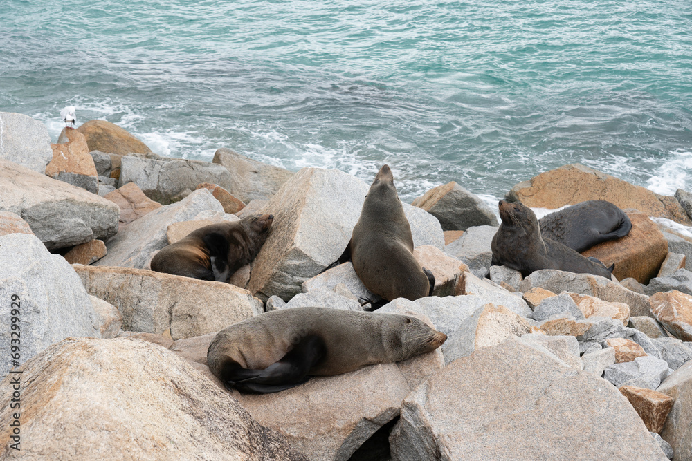 Fototapeta premium A group of sea lions on the rock