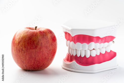 りんごと歯の模型