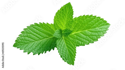 single fresh Mint leaf on white isolated on clear png background and transparent background. Vegetable and food concept for health, AI generative.  photo