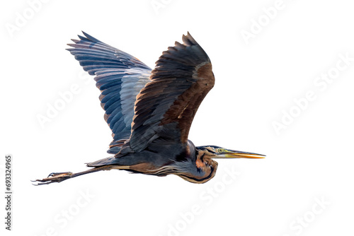 фотографія Purple heron (Ardea purpurea)