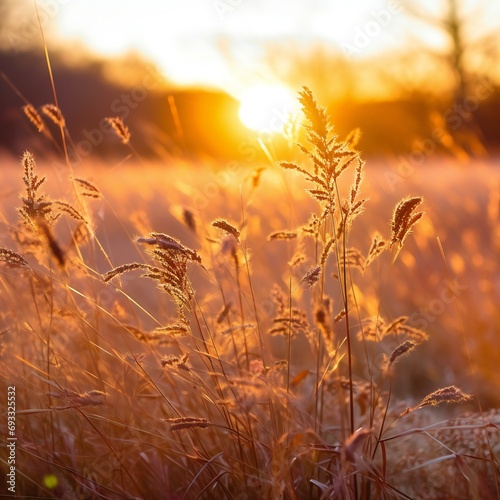 Sunset on the meadow with wild grass   Beautiful nature background