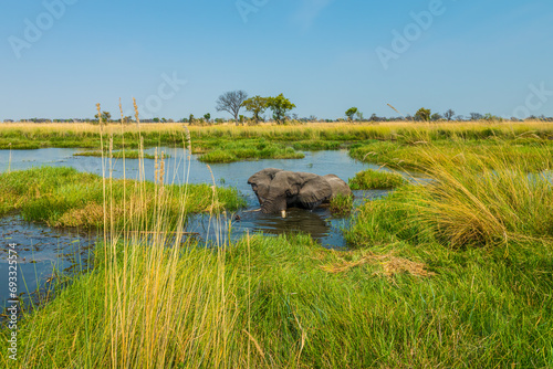 African Elephant, Okavango Delta, Xakanaxa, Botswana