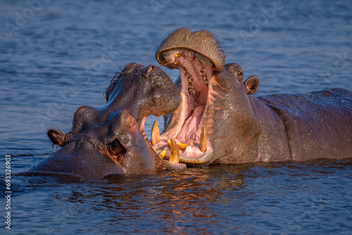 Two hippos having an argument
