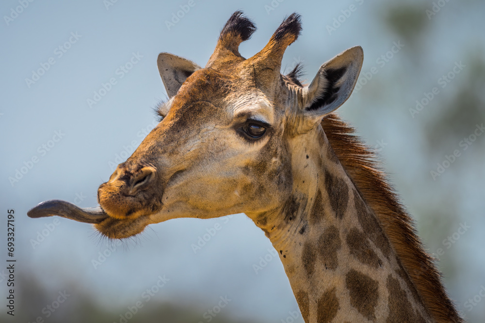 Fototapeta Angolan giraffe sticking its tongue out 