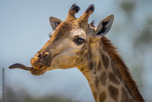 Fototapeta samoprzylepna Angolan giraffe sticking its tongue out 