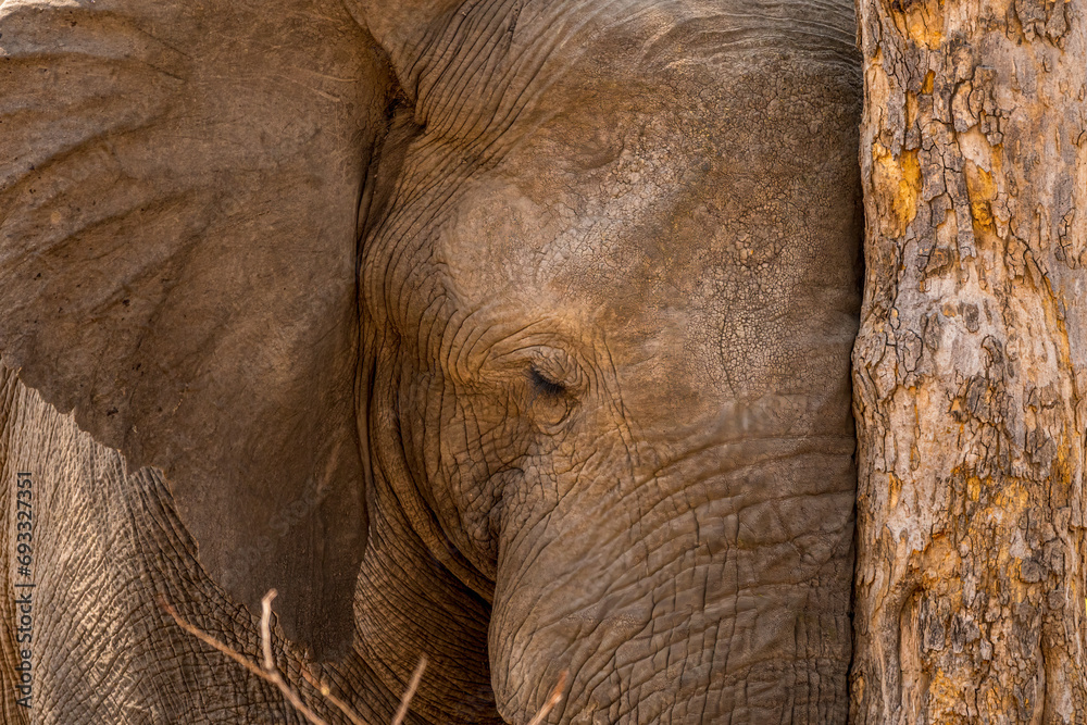 African Elephant resting its head against a tree African Elephant resting its head against a tree