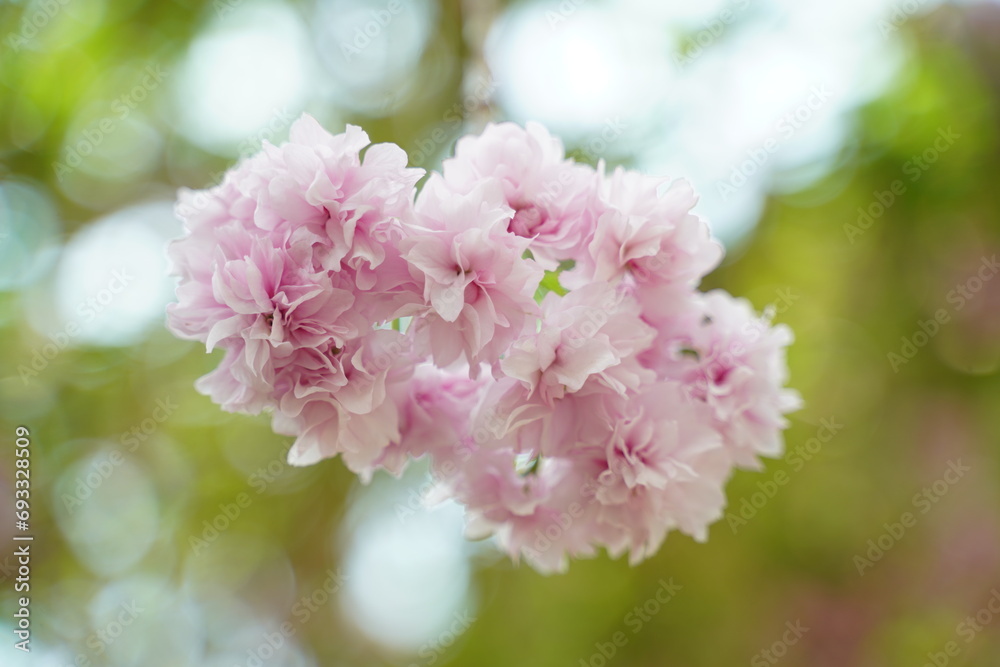 Cherry blossoms, also known as sakura in Japan, are the flowers of several species of trees belonging to the genus Prunus. |日本櫻花