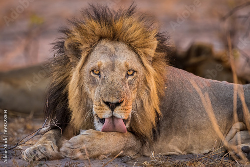 African Lion, male, licking his paw, Botswana