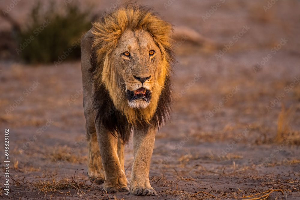 African Lion, male, walking at dusk, Botswana