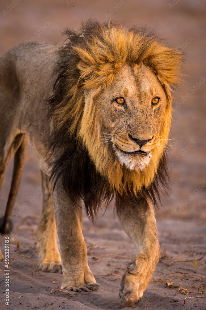Fototapeta premium African Lion, male, walking at dusk, Botswana