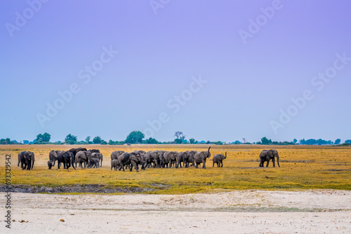 Obraz na plátně A matriarch leading a large herd of African Elephants