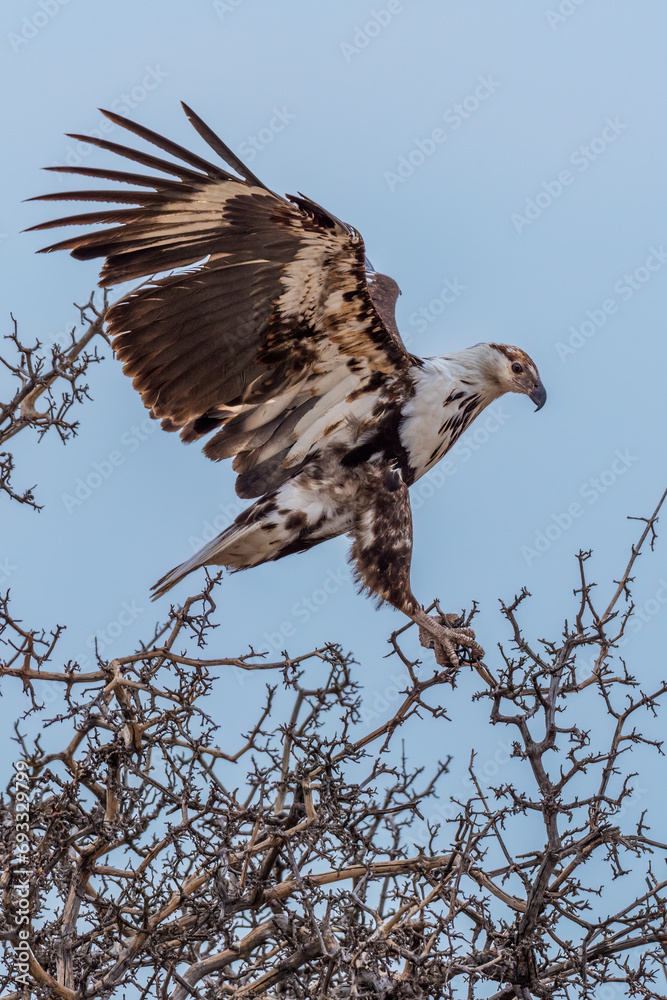African fish eagle (haliaeetus vocifer), Juvenile African fish eagle (haliaeetus vocifer), Juvenile