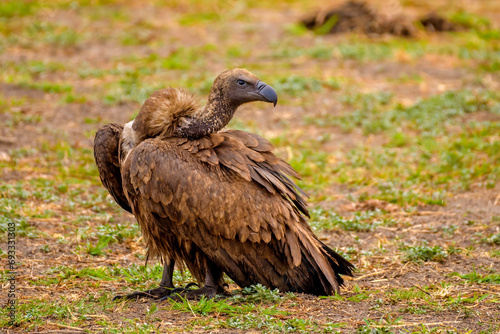 Cape vulture or Cape griffon  Gyps coprotheres 