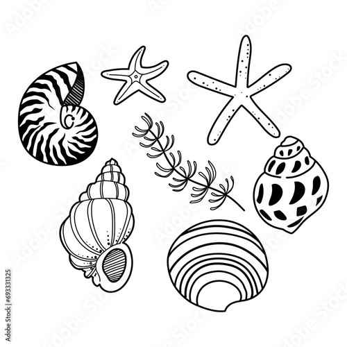 Collection of hand drawn conch and clam clipart