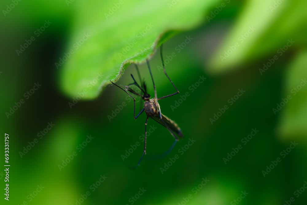 A mosquito that carries dengue fever and Zika virus is sucking blood on a person's skin. A mosquito that carries dengue fever and Zika virus is sucking blood on a person's skin.