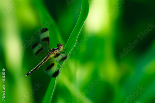 The beautiful orange little dragonfly inhabits the leaves