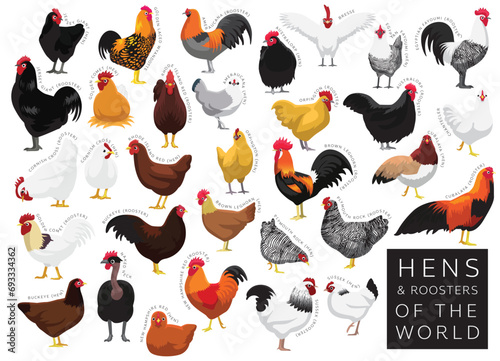 Chickens Hens Roosters of the World Set Cartoon Vector Character