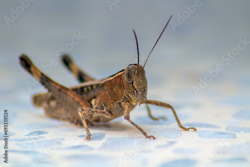 Grasshopper sitting on the ground.