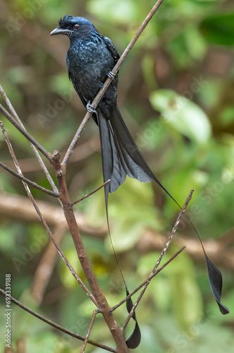 Greater Racket-tailed Drongo photo