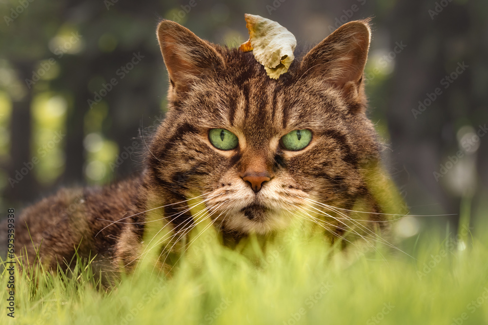 Tabby cat lying in the grass with a dry leaf on her head