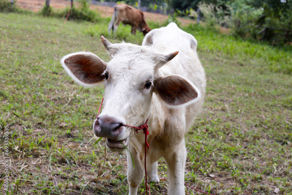 Cows on the grass field. Cows on the grass field.