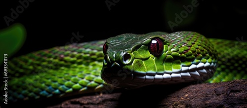 Trimeresurus purpureomaculatus, a venomous viper snake, found in mangrove areas. photo