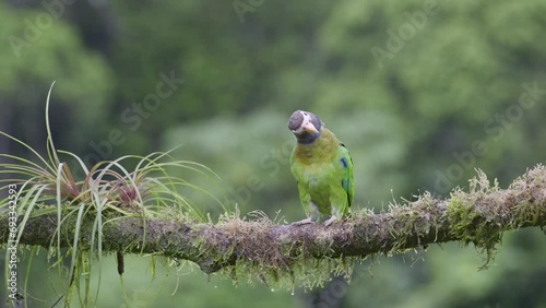 Brown-hooded parrot (Pyrilia haematotis) perched on branch, looking around photo
