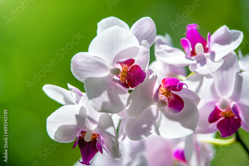 Fototapeta Naklejka Na Ścianę i Meble -  Branch of a white orchid on a green natural background
