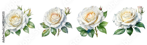 set of watercolor white rose flower clipart on transparent background