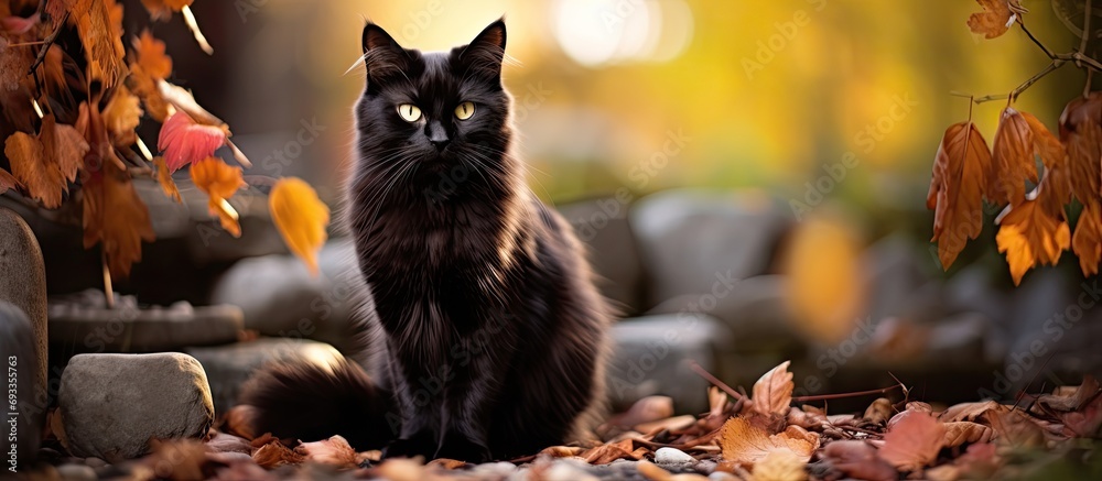 Selective focus on a black cat in a garden with stones, autumn day, narrow depth of field, empty space.
