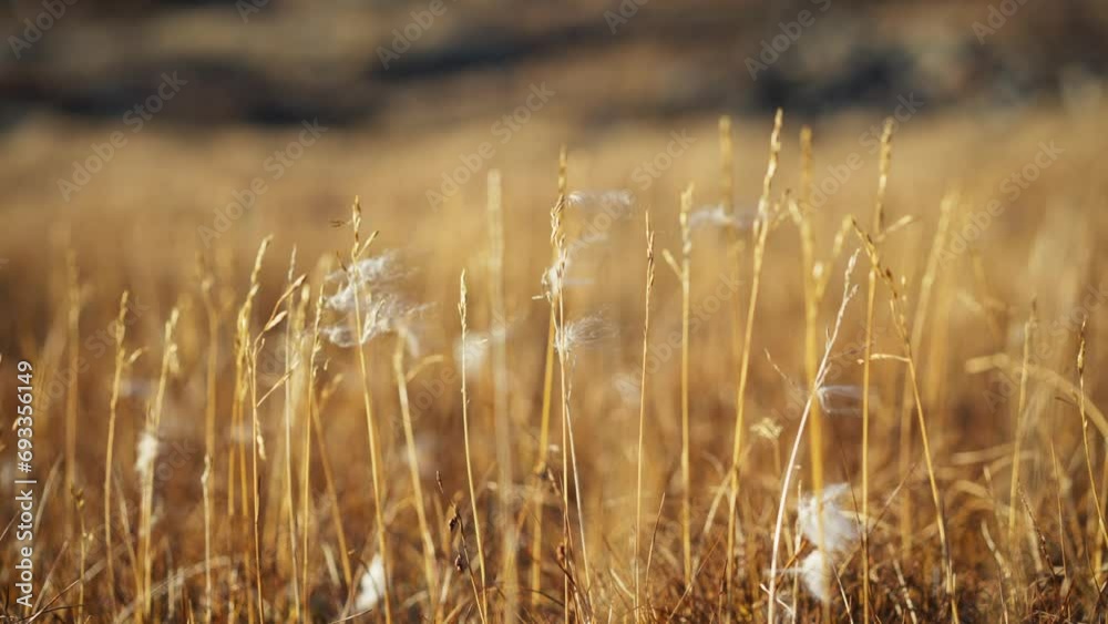Small arctic plants blowing in a cold breeze Small arctic plants blowing in a cold breeze